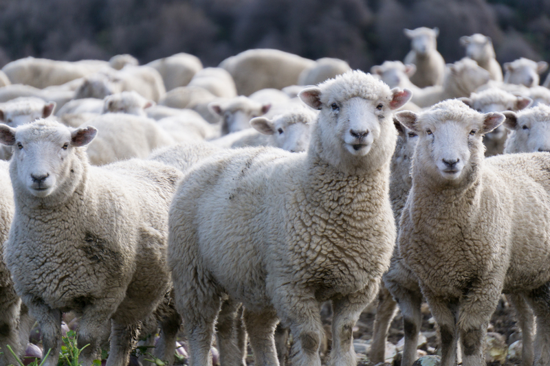 followers sheep