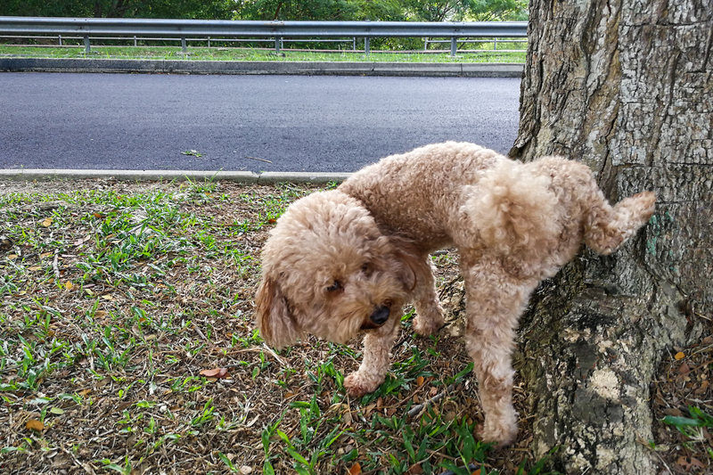 bullies dog peeing on tree marking territory