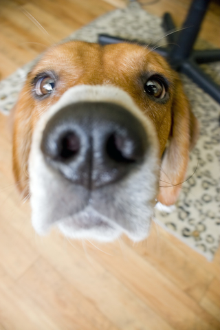 Nosey Beagle