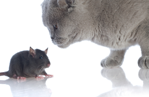 bullying cat mouse