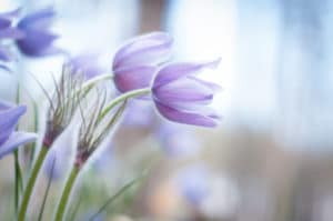 positive peace flowers